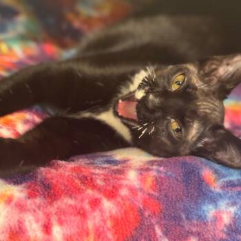 Domestic Short Hair Cats Available for Adoption in Wheeling, Illinois - Mimi | PetCurious