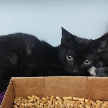 Nitro -  Domestic Short Hair Cat for Adoption - Nitro | PetCurious