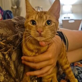 Nala -  Domestic Short Hair Cat for Adoption in Ferndale, Washington - Nala | PetCurious