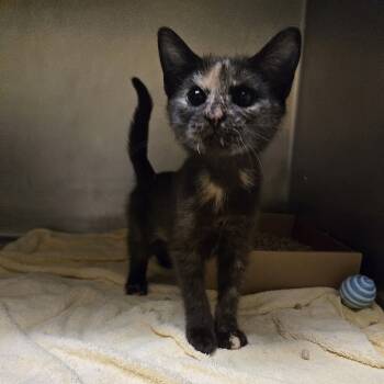 Rescue Domestic Medium Hair Cats for Adoption in Nashville, Tennessee - Laa-Laa | PetCurious