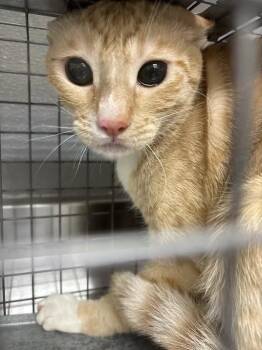 NUGGET -  Domestic Short Hair Cat for Adoption in Las Vegas, Nevada - NUGGET | PetCurious