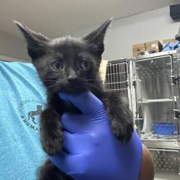 Charmer -  Domestic Short Hair Cat for Adoption in Kansas City, Missouri - Charmer | PetCurious