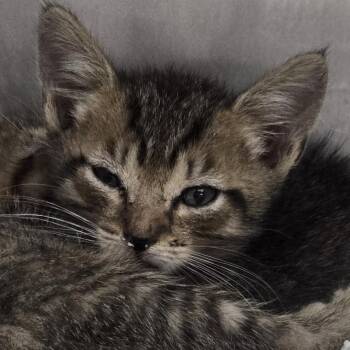 Fonzie -  Domestic Short Hair Cat for Adoption in Newark, New Jersey - Fonzie | PetCurious