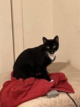 Luna -  Domestic Short Hair Cat for Adoption in Atlanta, Georgia - Luna | PetCurious