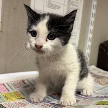 Domestic Long Hair Cats Available for Adoption in Yuma, Arizona - Cola | PetCurious