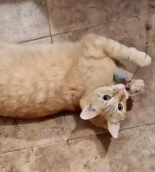 Domestic Short Hair and Tiger Cats Available for Adoption in Homestead, Florida - Delilah Rose | PetCurious