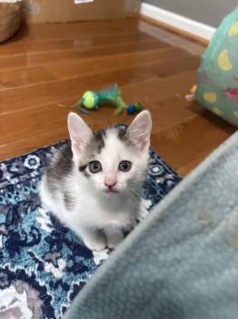 Drizzle -  Domestic Short Hair Cat for Adoption in Concord, North Carolina - Drizzle | PetCurious
