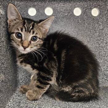 Zayn -  Domestic Short Hair Cat for Adoption in Greenville, South Carolina - Zayn | PetCurious