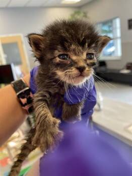 Domestic Short Hair Cats Available for Adoption in Palmetto, Florida - PEPPER | PetCurious