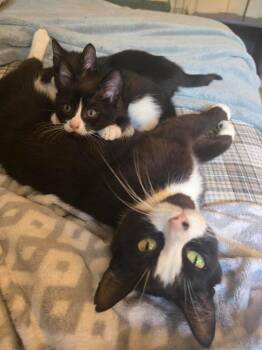 Sweet Pea -  Domestic Short Hair Cat for Adoption in Bloomington, Indiana - Sweet Pea | PetCurious
