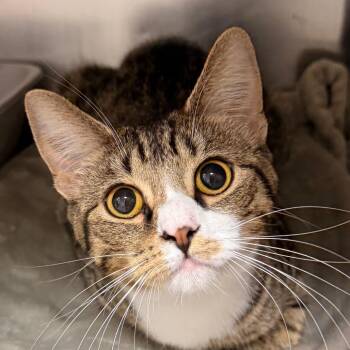 MARGOT -  Domestic Short Hair Cat for Adoption in Corydon, Indiana - MARGOT | PetCurious