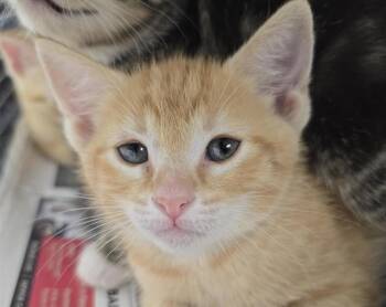 Domestic Short Hair Cats Available for Adoption in Fort Lauderdale, Florida - O
