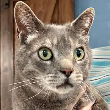 Domestic Short Hair Cats Available for Adoption in Toms Brook, Virginia - Theodore | PetCurious