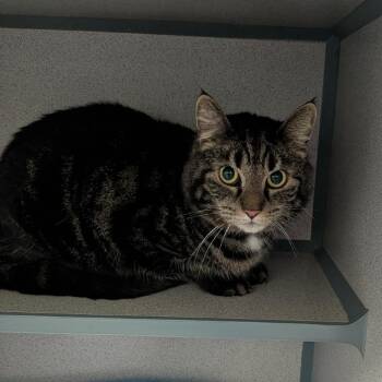 Domestic Short Hair Cats Available for Adoption - Cosmo | PetCurious