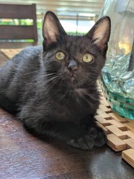 Crow -  Domestic Short Hair Cat for Adoption in Bentonville, Arkansas - Crow | PetCurious