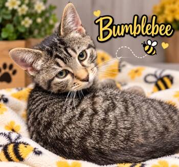 Bumble Bee -  Domestic Short Hair Cat for Adoption in Dalton, Georgia - Bumble Bee | PetCurious