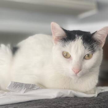 Domestic Short Hair Cats Available for Adoption in Los Angeles, California - Blackthorn | PetCurious