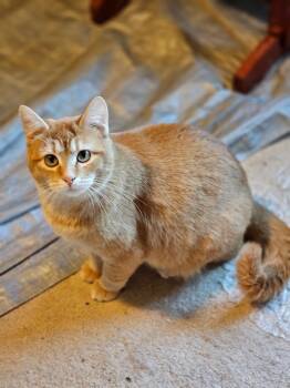 Domestic Short Hair Cats Available for Adoption - Ariana Grande | PetCurious