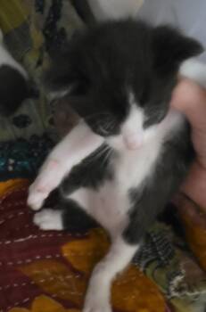MacChiato -  Domestic Short Hair Cat for Adoption in Cleveland, Tennessee - MacChiato | PetCurious
