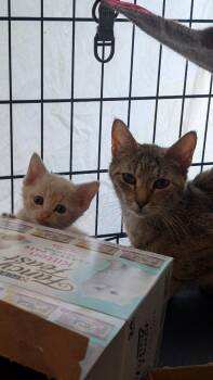 American Shorthair Cats Available for Adoption in Pikesville, Maryland - Tommy Lee | PetCurious