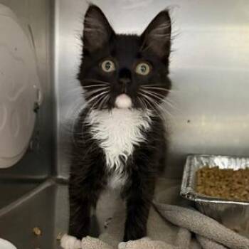Pepper -  Domestic Short Hair Cat for Adoption in Cumming, Georgia - Pepper | PetCurious