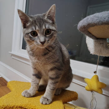 Rescue Domestic Short Hair Cats for Adoption in Cumming, Georgia - Dolly | PetCurious