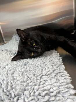 Baloo -  Domestic Short Hair Cat for Adoption in Wetaskiwin, Alberta - Baloo | PetCurious