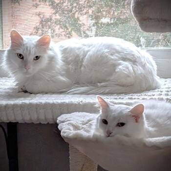 Rescue Turkish Angora Cats for Adoption in Mississauga, Ontario - Cottonelle Pure Sil-Vel (bonded Brother And Sister) | PetCurious