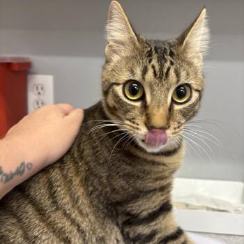 Buddy -  Domestic Short Hair Cat for Adoption in Spokane, Washington - Buddy | PetCurious