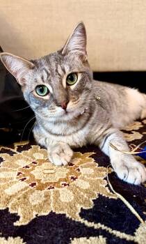 Clover -  Domestic Short Hair Cat for Adoption in Frisco, Texas - Clover | PetCurious