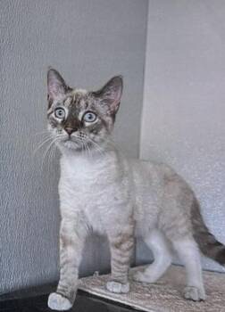 Frost -  Domestic Short Hair Cat for Adoption in Fort Madison, Iowa - Frost | PetCurious