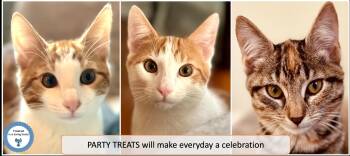 Rescue Torbie Cats for Adoption in Cincinnati, Ohio - Party Treats Kittens | PetCurious