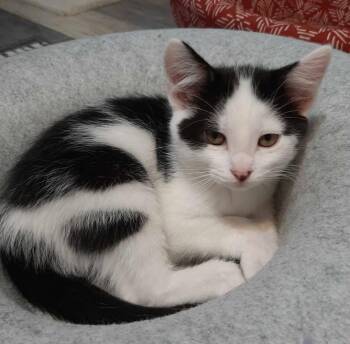 Domestic Short Hair Cats Available for Adoption in Webster City, Iowa - Jelly Bean | PetCurious
