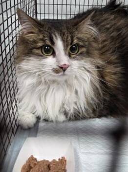 06908B Gracey -  Domestic Long Hair and Domestic Short Hair Cat for Adoption in North Charleston, South Carolina - 06908B Gracey | PetCurious