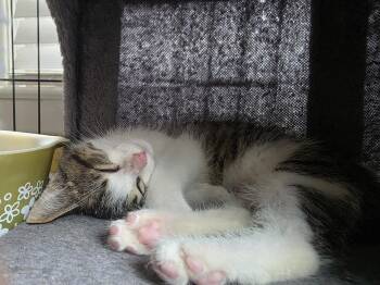 C329 Litter Snickers -  Domestic Short Hair and Tabby Cat for Adoption in Livonia, Michigan - C329 Litter Snickers | PetCurious