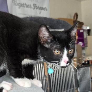 Rescue Manx Cats for Adoption in Blackfoot, Idaho - Caesar | PetCurious