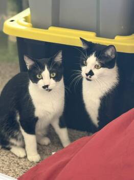 Rescue Tuxedo and Domestic Short Hair Cats for Adoption in Colcord, Oklahoma - Lefty And Righty | PetCurious