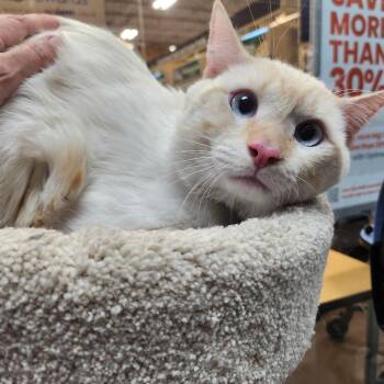 Domestic Short Hair Cats Available for Adoption in Las Vegas, Nevada - Maytag | PetCurious