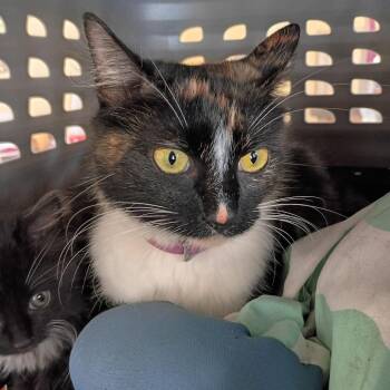 Cera -  Domestic Medium Hair Cat for Adoption in Lynchburg, Virginia - Cera | PetCurious