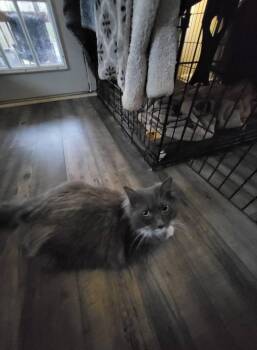 Rescue Domestic Long Hair Cats for Adoption in Mount Croghan, South Carolina - Andi | PetCurious