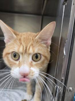 Domestic Short Hair Cats Available for Adoption in Rocky Mount, North Carolina - Lenny32997 | PetCurious