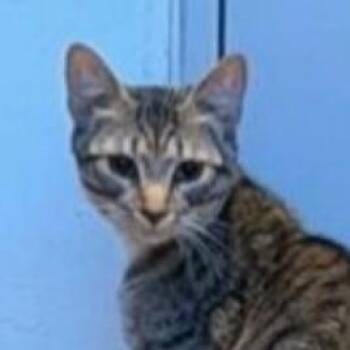 Domestic Short Hair Cats Available for Adoption in Merrifield, Virginia - Gingersnap McKenzie | PetCurious
