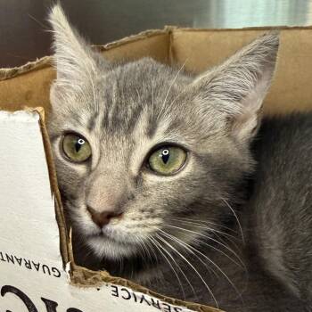 Ruud -  Domestic Short Hair Cat for Adoption in Los Angeles, California - Ruud | PetCurious