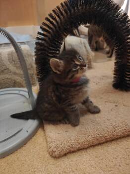 Emilia -  Tabby and Domestic Short Hair Cat for Adoption in Buford, Georgia - Emilia | PetCurious