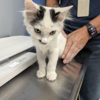Simon -  Domestic Long Hair Cat for Adoption in Indianapolis, Indiana - Simon | PetCurious