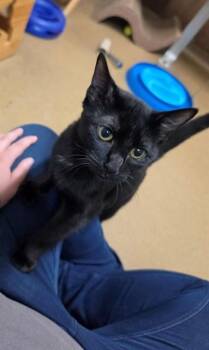 HAZEL -  Domestic Short Hair Cat for Adoption in St. Peters, Missouri - HAZEL | PetCurious