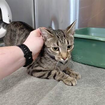ACADIA -  Domestic Short Hair Cat for Adoption - ACADIA | PetCurious