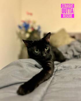 Rescue Domestic Short Hair Cats for Adoption in Vancouver, British Columbia - Martin | PetCurious