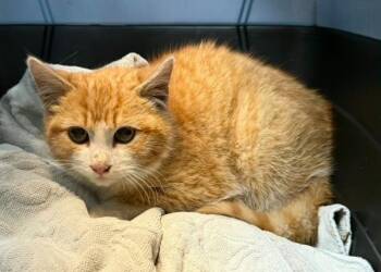 Snowshoe Cats Available for Adoption in Valley Park, Oklahoma - Bob | PetCurious