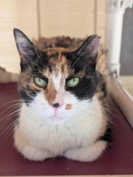 Princess Piggy -  Domestic Short Hair Cat for Adoption in Bloomsburg, Pennsylvania - Princess Piggy | PetCurious